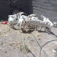بزغاله سانن
