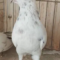 کفتر