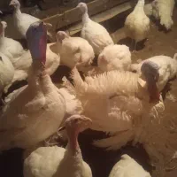 بوقلمون گوشتی