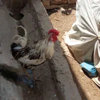 خروس گلین