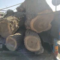 خریدار انواع چوب باغی...همه جوره
