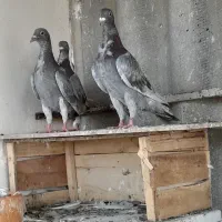 کبوتر المانی