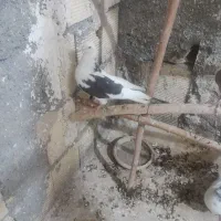 نر وماده