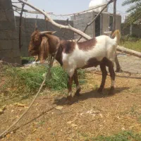 نربز چاق و چله مناسب قربانی