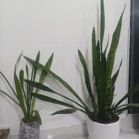 گل سانسوریا