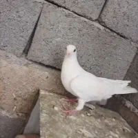کبوتر