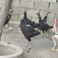 مرغ لاری نژاد دار