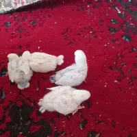 جوجه کوتوله برزیلی