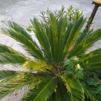 سیکاس