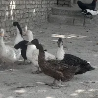 ۶ عدد اردگ