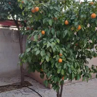 ویلا-باغ-صالح-آباد
