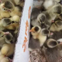 جوجه یک هفته غاز ، مرغ مرندی