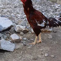 خروس لاری