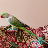 شاه طوطی نر اسکندر حلقه پا