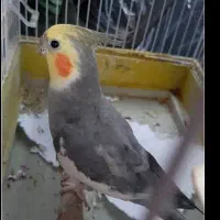واگذاری عروس هلندی