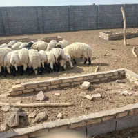 بره نر
