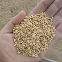 گندم پوست کنده و جو پوست کنده و گندم حلیم