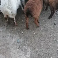 بره نر