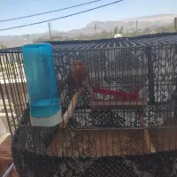 پرنده قناری