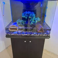دو عدد اکواریوم شرکتی اکوا