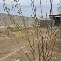 باغ با تنوع متراژ / تابلو برق /اب/ گاز تاپ لوکیشن