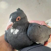 نر ماده