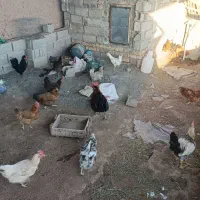 مرغ و خروس محلی و لاری