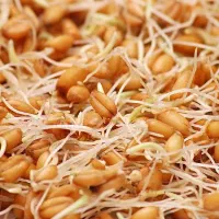 جوانه گندم برای سمنو