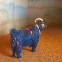 دوبر اخته