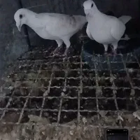 جفتگاه