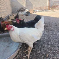 مرغ و خروس