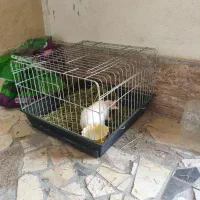 فروش خرگوش به همراه قفس