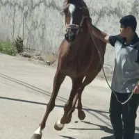 اسب