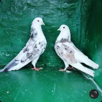 کبوتر پرشی دهنجور بشرط پرش بالا ده ساعت بضمانت