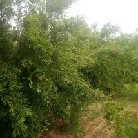 نیازمند کارگر کشاورز