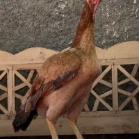 لاری هندی نوک طوطی