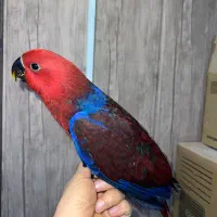 طوطی اکلکتوس نر و ماده ، سرلاکی و دونخور