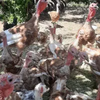 ۳۸عددبقلمون بوربور