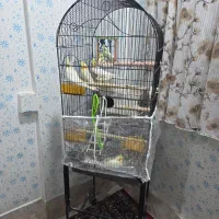 عروس هلندی بالغ لوتینو چشم شرابی