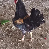 خروس سیاه