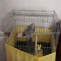 عروس هلندی جوجه سلامت