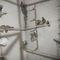 کله سبز و زرد