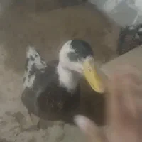 اردک تخم گذار9ماهه