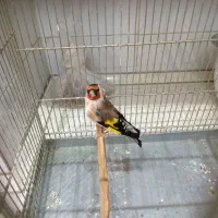 سهره نر نشون