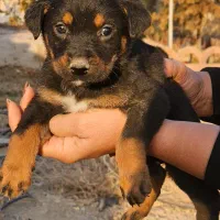 توله روتوایلر