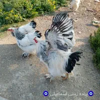 تخم برهما لایت وارداتی