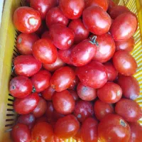 گوجه