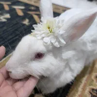 خرگوش ماده