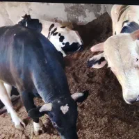 گوساله نر