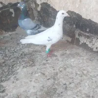 کبوتر پلاکی والمانی